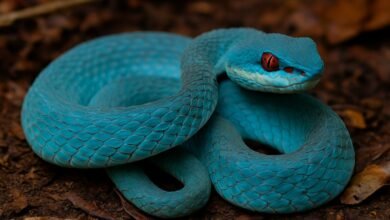 Cobra azul mais perigosa que cascavel é encontrada na Bahia e preocupa especialistas